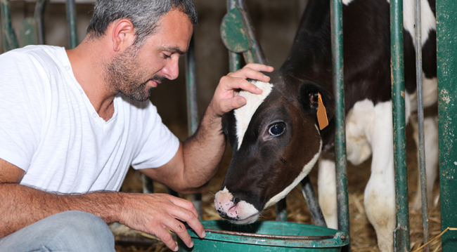 SPC se usa como sucedáneo de la leche para terneros